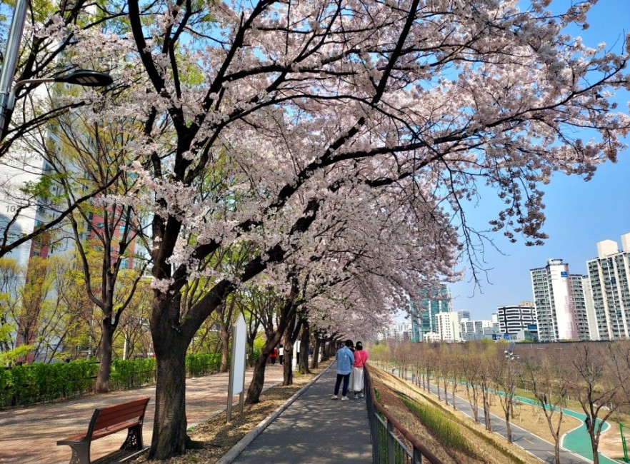 도림천 산책로 전경 6